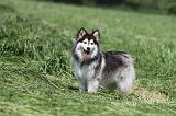 CHIEN FINNOIS DE LAPONIE 134